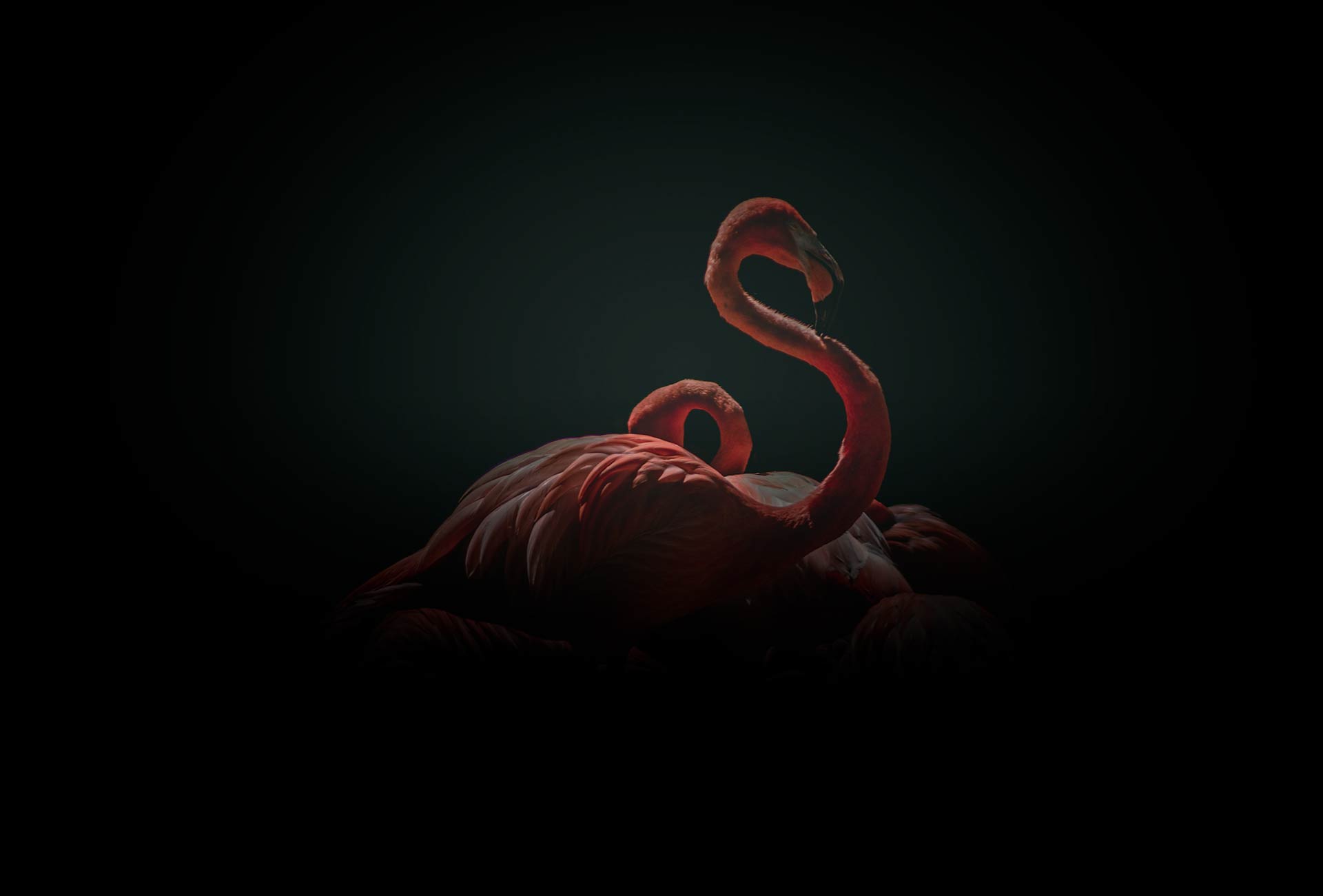 flamingos on a dark background